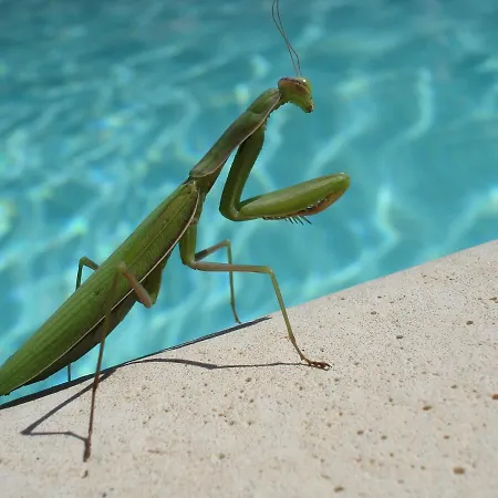 Marine De Palumbare *