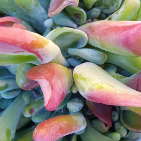 Marine De Palumbare * LʼÎle-Rousse