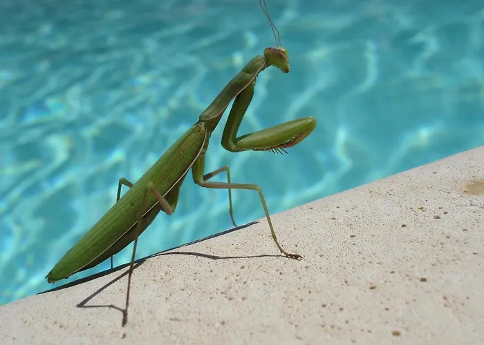 Marine De Palumbare *