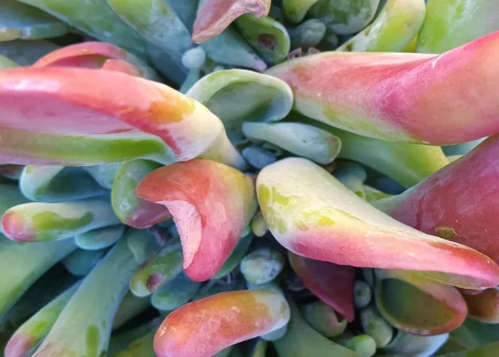 Marine De Palumbare * LʼÎle-Rousse